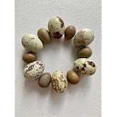 Button &amp; Coturnix Quail Hatching Egg Set - 12 Eggs Total (6 Button eggs and 6 Coturnix eggs) - Shipped in Foam
