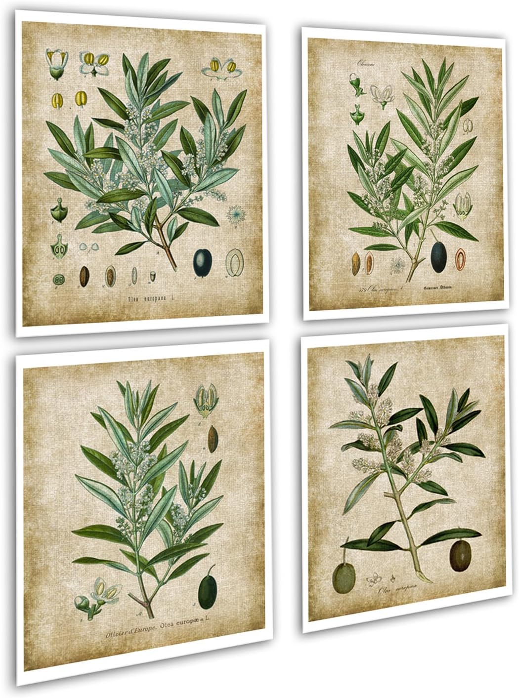 Farmhouse Wall Decor Olive Plants Home Decor Set of 4 Unframed Botanical Art Prints, Olive_plants_4A