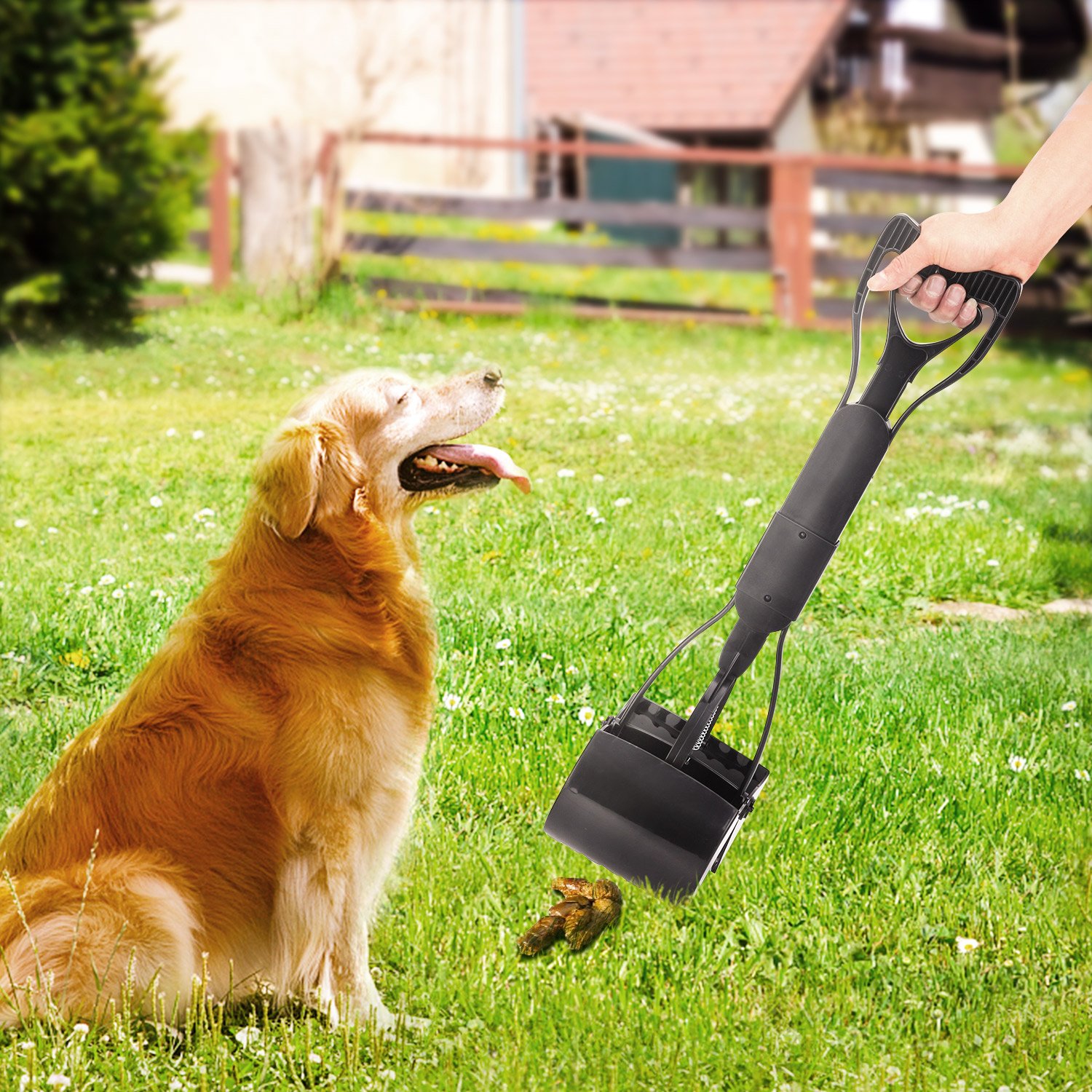 most rarest dog breeds