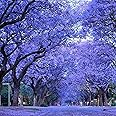 100PCS Seeds Jacaranda Tree Seeds | Non-GMO | Jacaranda Mimosifolia Blue Purple Flower Tree Seeds, Fresh Garden Seeds, Gardeners Choice!