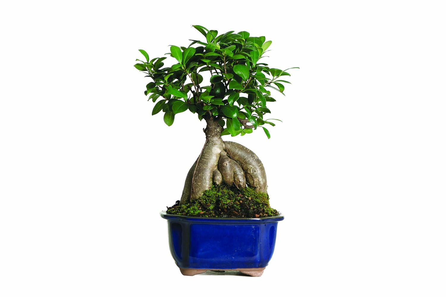 Ficus Bonsai Tree A Tropical Indoor Plant with Green Leaves