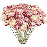 Songjum 50PCS Daisy Bouquet Dried Flower Natural Chrysanthemum Multicolor Dried Daisies for Vase Home Decor Party DIY Arrangement Wheat Straw Bulk Party Decoration(Pink)