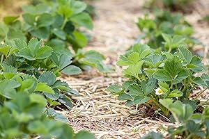 CZ GRAIN Wheat Straw Garden Mulch - Great for Strawberry Patch and Vegetable Garden Mulch - All Natural, Non-GMO (4 Pounds - 16 Sq. Ft.)