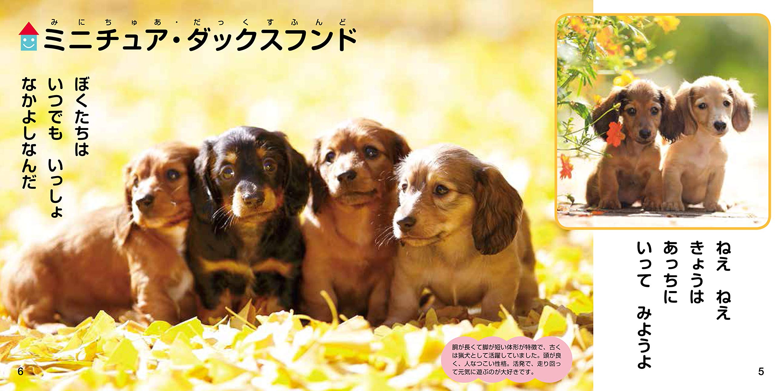 かわいいこいぬ なかよし写真えほん 豊文 福田 本 通販 Amazon