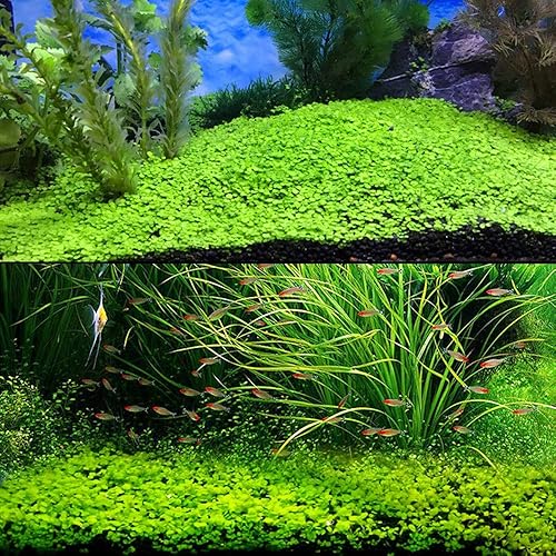 Zafina 3 Pack Aquarium Plant Seeds, Easy to Grow Aquatic Plant Seeds, Fast  Growing Aquarium Carpet Seeds - Creates a Natural Ecosystem for Your Fish  in Saudi Arabia | Whizz 17409478011