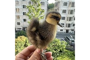 CEZUIC Taxidermy Stuffed Eurasian Chicken/Duck Specimen Teaching/Decoration…