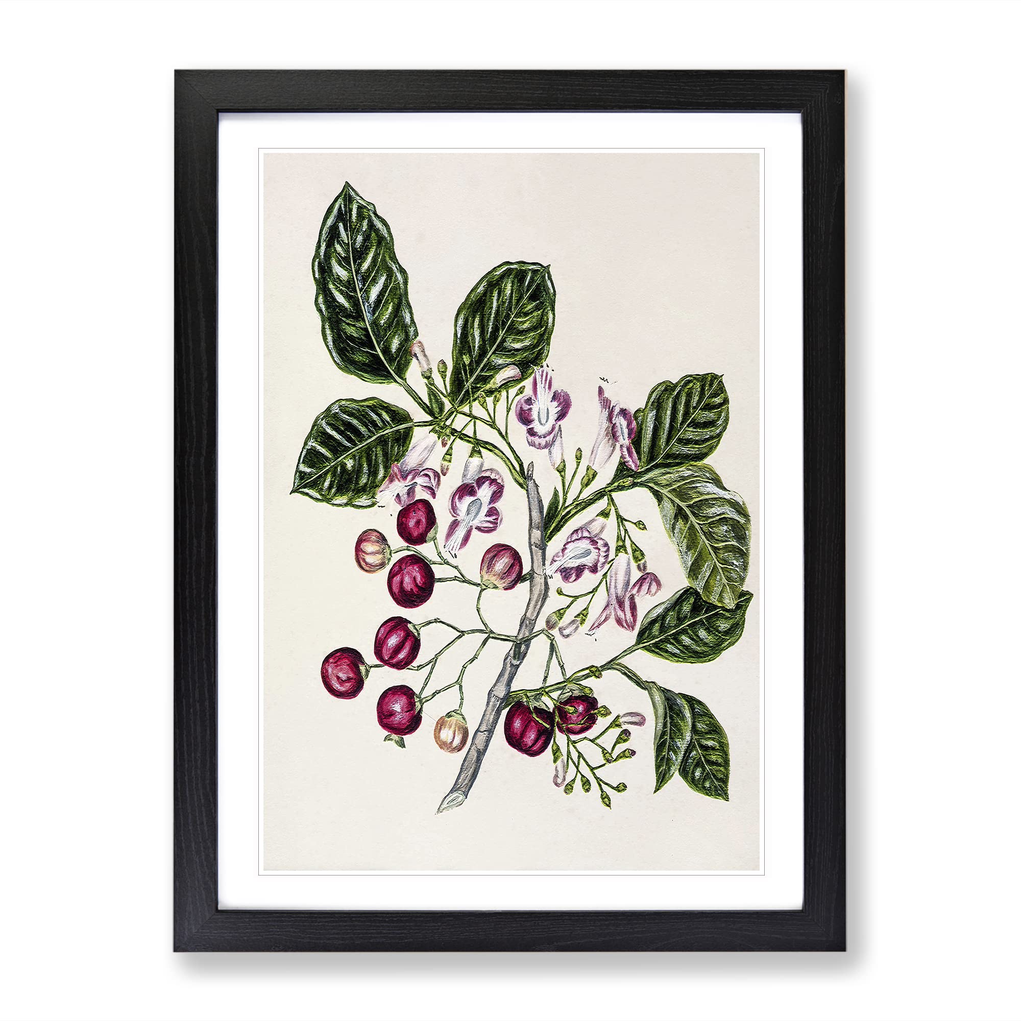 Puriri Vitex Lucens Flowers By Sarah Featon Vintage Framed Wall Art Print, Ready to Hang Picture for Living Room Bedroom Home Office Décor, Black A4 (34 x 25 cm)