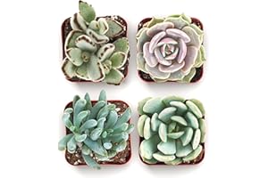 Shop Succulents Mixed Succulent Plant Pack 2" Grow Pot Pack of 4