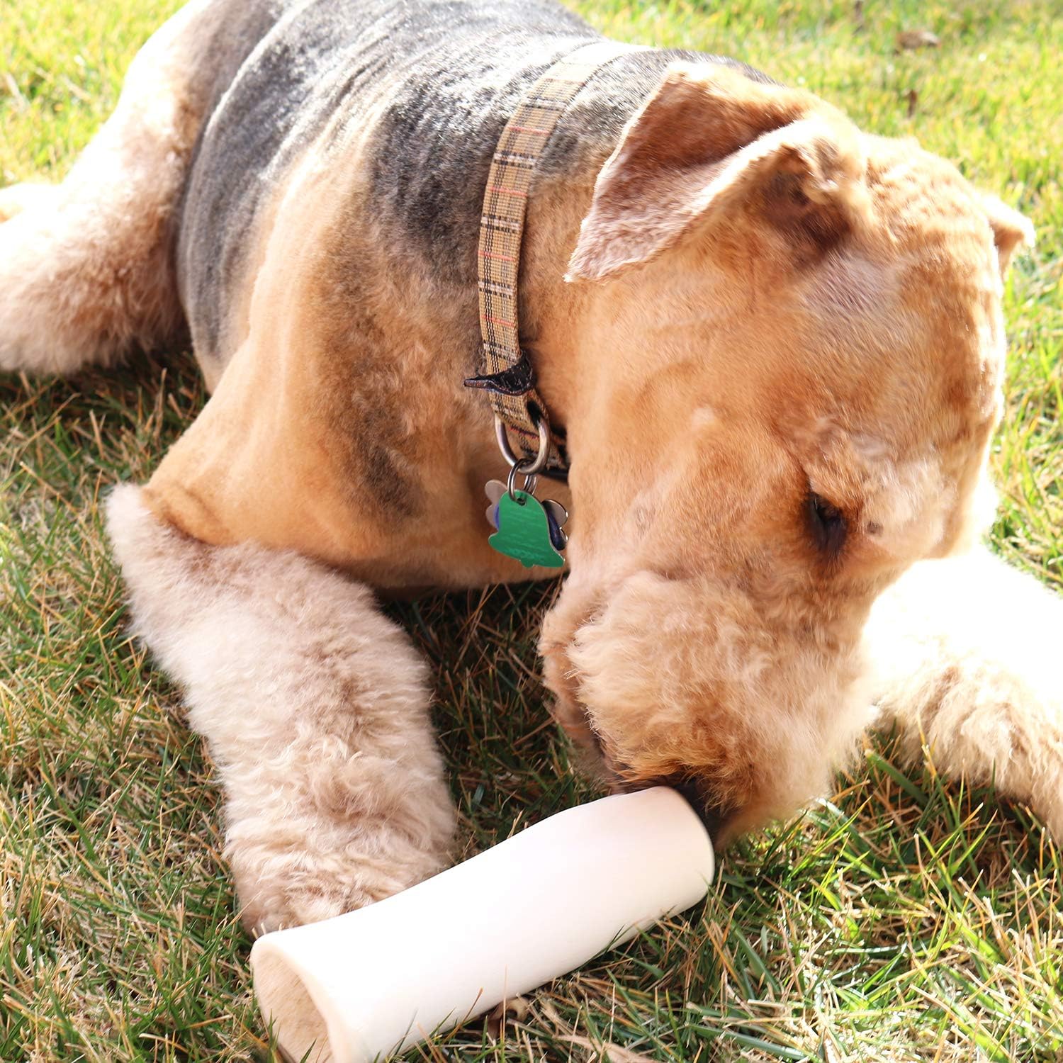 chewy louie dog bones