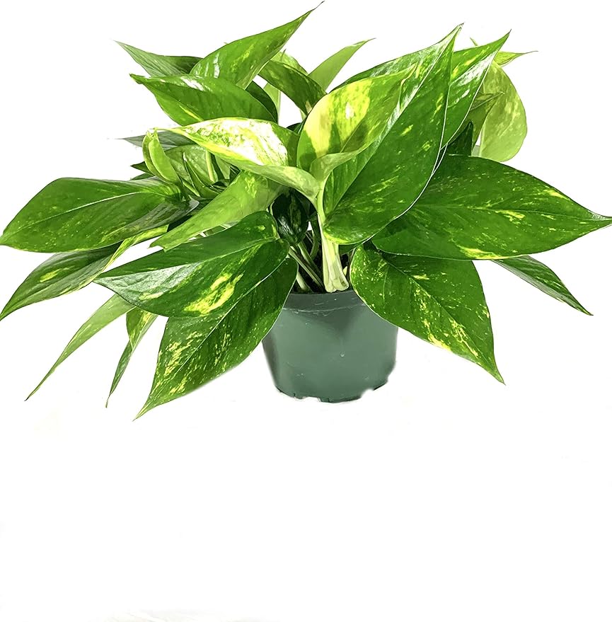 Devil's Ivy Pothos Plant Live Plant in a 6 Inch Pot