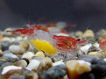 Amazon Noko T レッドルリーシュリンプ 匹 死着補償2匹 合計22匹 生体 Noko T 観賞魚 水中生物 通販