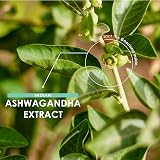 ALPHA01 Ashwagandha Extract 10000mg 25mg Withanolides 120 Veg Caps BioPerine view 4