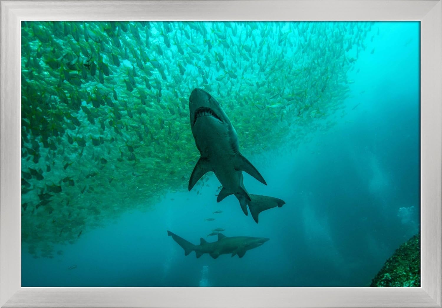 Nurse Shark (24x16 Giclee Art Print, Gallery Framed, Silver Wood)