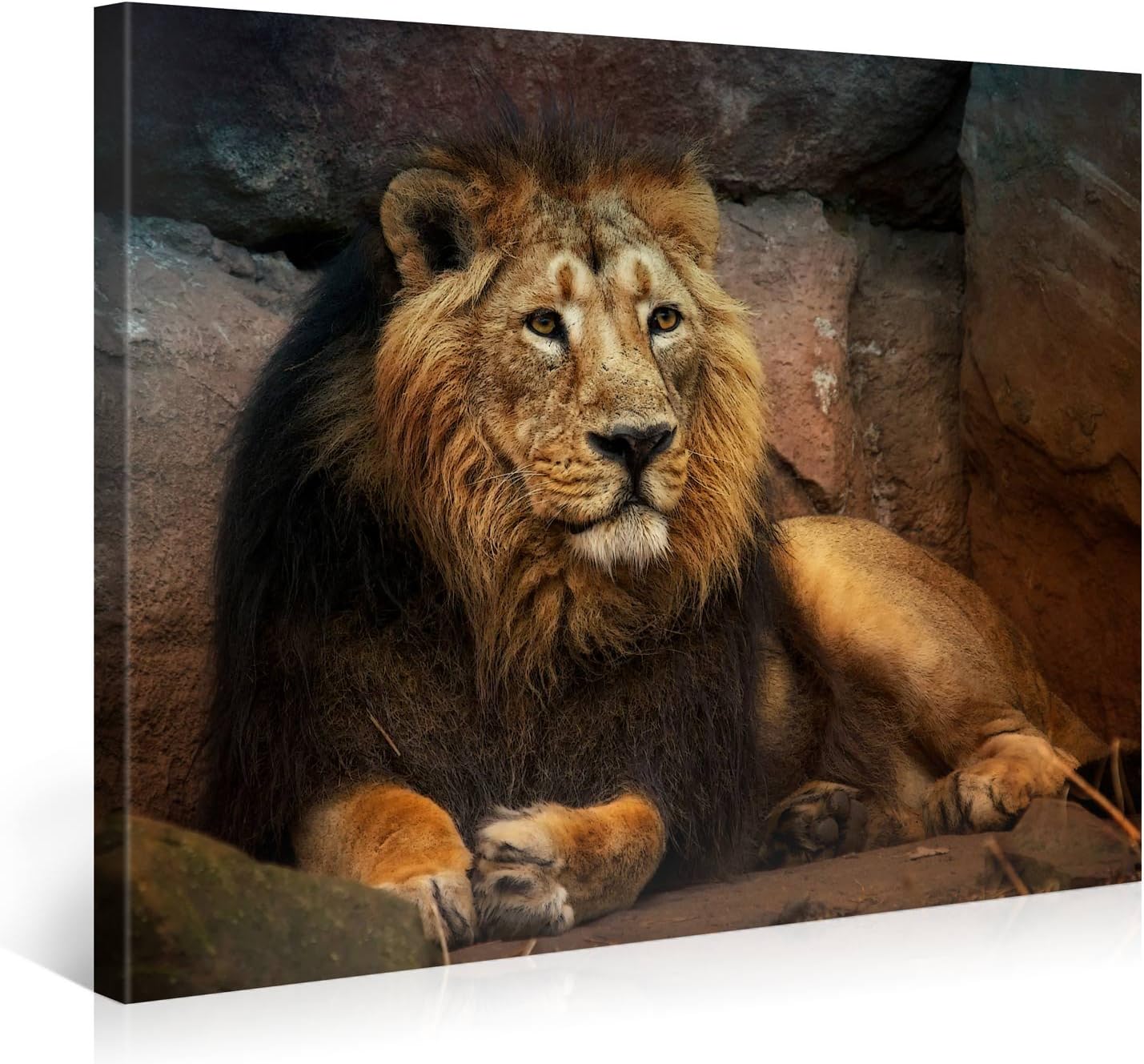 Picanova Resting Lion 100 x 75 cm Premium Canvas Print on 2 cm Wooden Stretcher Frame for Bedroom and Living Room