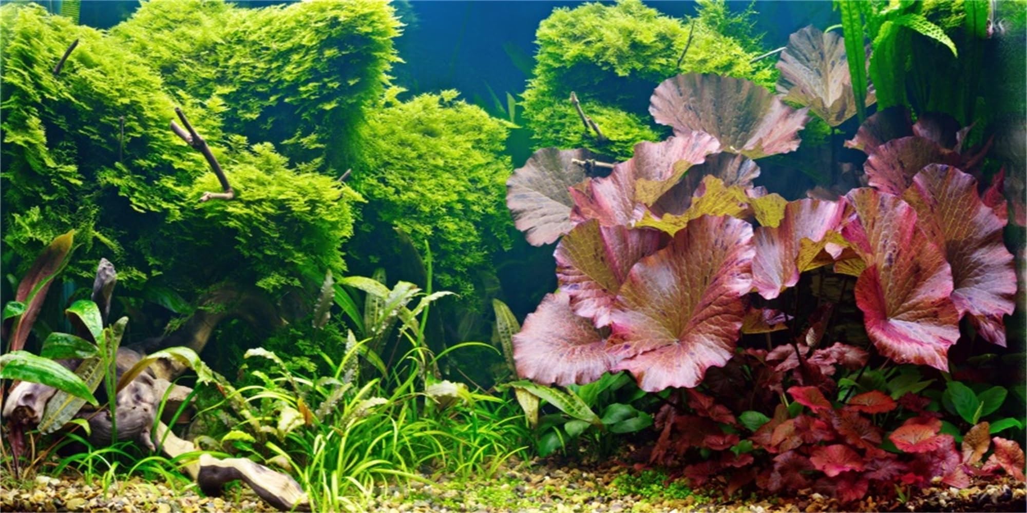 MIRRORANG 120x61cm Aquatic Plant Terrarium Aquarium Background River Bed & Lake Fish Tank Background Bearded Dragon Vivarium Background Vinyl