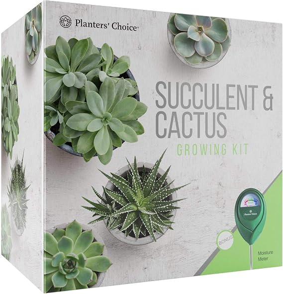 Kit de Cultivo de Cactus y Plantas Suculentas con Medidor de ...