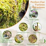 Riare 300g Natural Sphagnum Moss for Plants 12L Long-Fibered Orchid Moss view 4