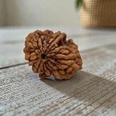 Certified 2 Mukhi Rudraksha Bead with Lab Certificate | Original Nepalese Rudraksha for Puja, Meditation & Healing | Genuine Natural Two-Faced Rudraksha from Nepal
