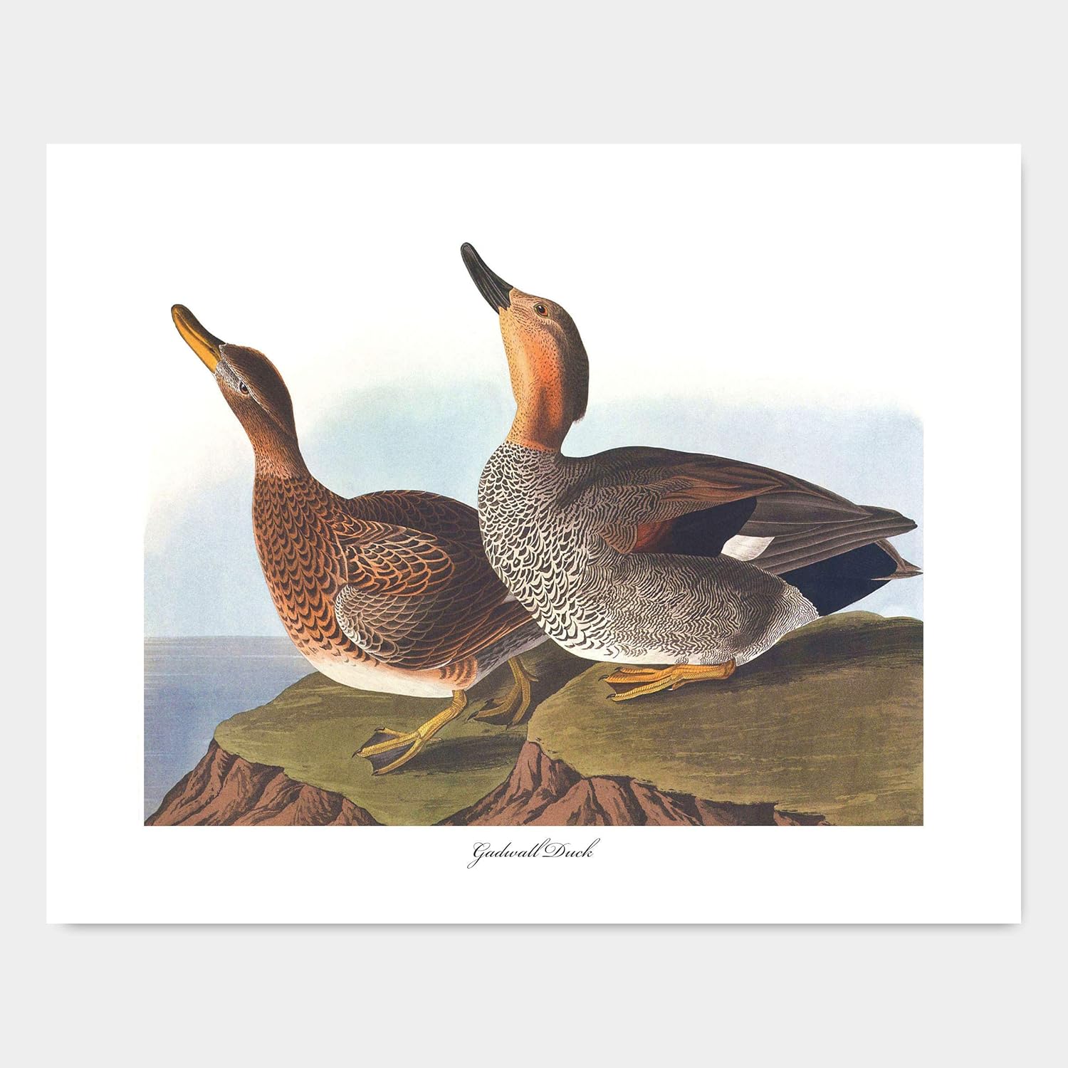 Amazon Com Audubon Bird Print Gadwall Duck Wall Art Coastal