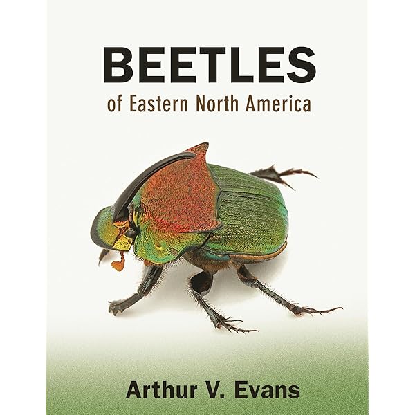 【中古】A Field Guide to the Beetles of North America: Text and Illustrations／Richard E. White／Houghton Mifflin Harcourt A Field Guide to Beetles of North America: White, Richard E