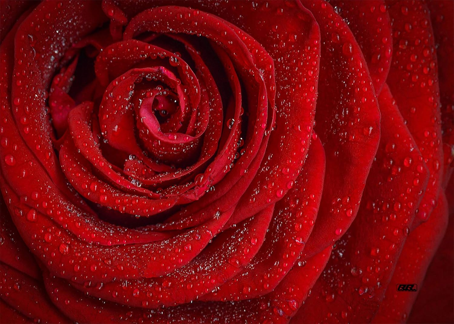Rogue River Tactical Large Red Rose Flowers Roses Canvas Print Wall Decor Art Decoration 20x16 Inch