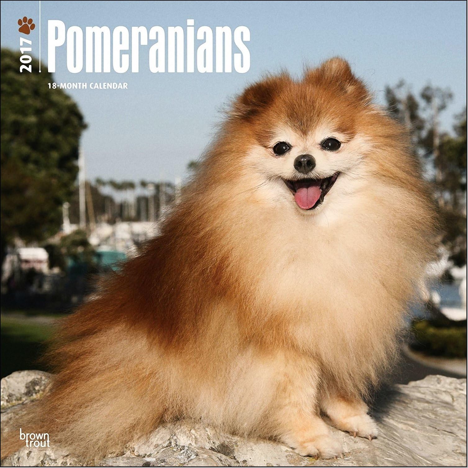 Pomeranians Calendar 2017 - Deluxe Wall Calendar (12x12)