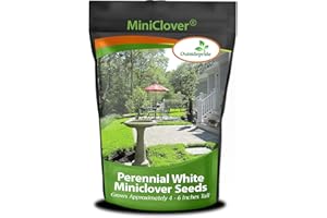 Outsidepride Perennial White MiniClover Seed - 1 lb. Dwarf, Small-Leaved, Drought & Wear-Tolerant Micro Clover Seeds for Lawn, Ideal Low-Maintenance & Easy to Grow Ground Cover Seeds for Home Yard