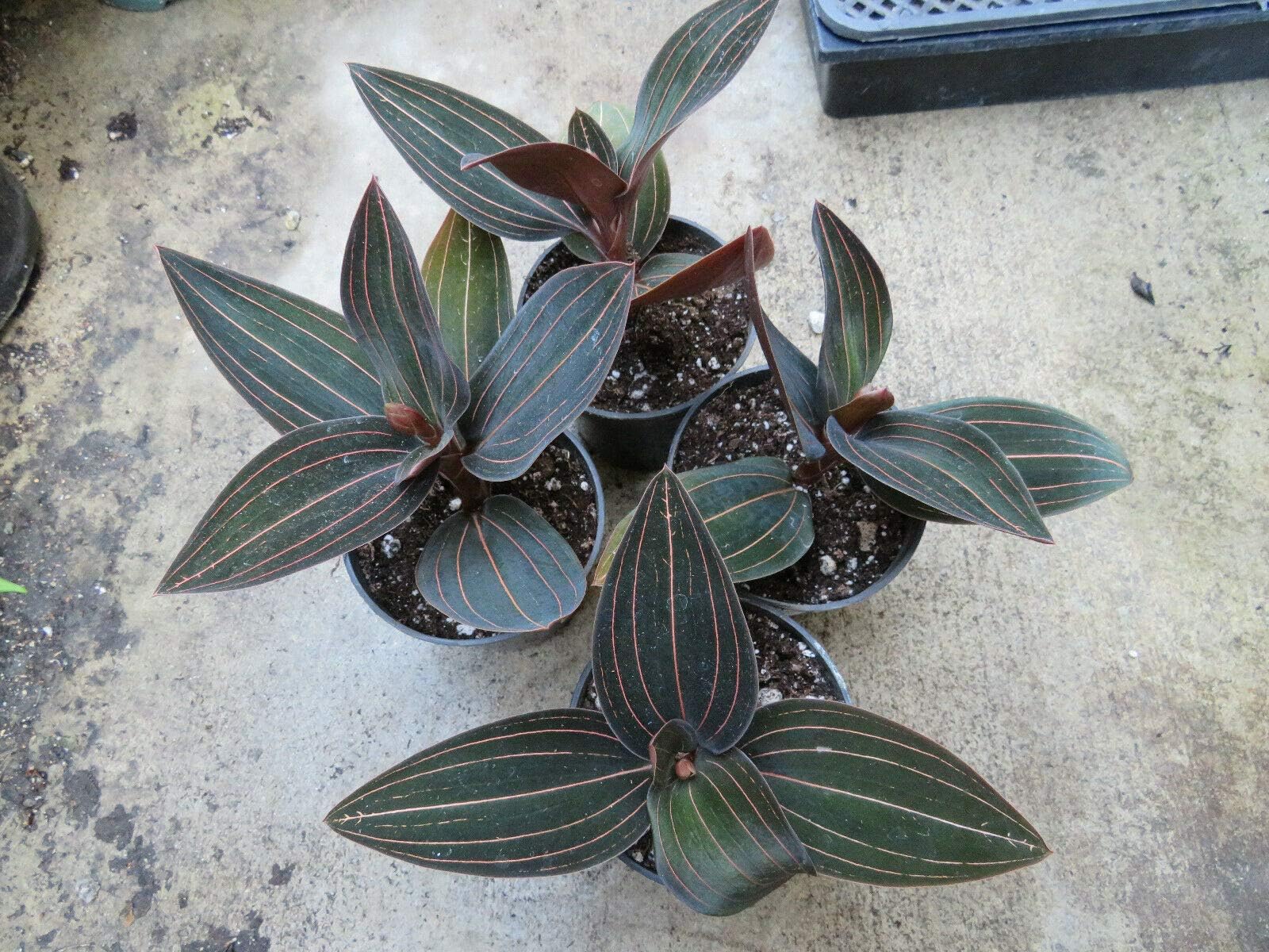 1 Ludisia Black Jewel Orchid Live Plant #TND20