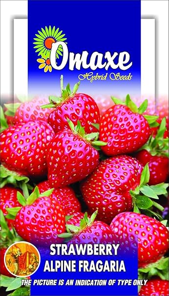 Strawberry Fruit 30 Seeds Pack (Omaxe Brand)