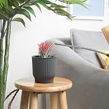 T4U 6 Pack 10cm Self Watering Plant Pots Indoor Grey Plastic view 9