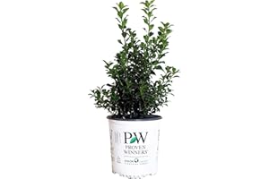 GREEN PROMISE FARMS Proven Winners - Ilex x meserveae Castle Spire (Holly) Evergreen, , 3 - Size Container