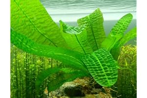 MAINAM (Aponogeton Boivinianus) Live Aquarium Plant Bulb Aponogeton Boivinianus | Capuronii | Madagascar Lace | Ulvaceus and More!