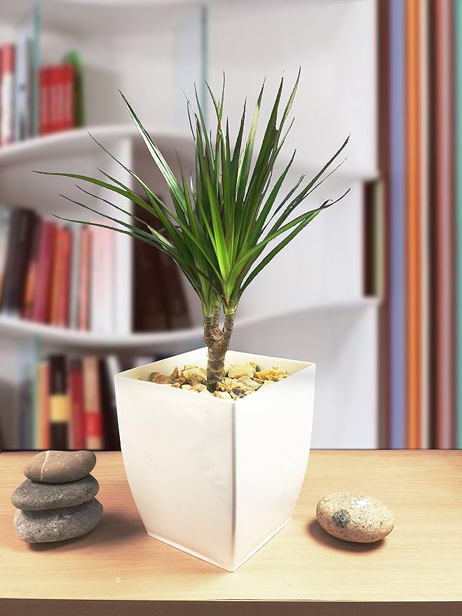 Easy Plants Evergreen Madagaskar Drachenhaus, Büropflanze in Hochglanz-Weiß, 1 Stück