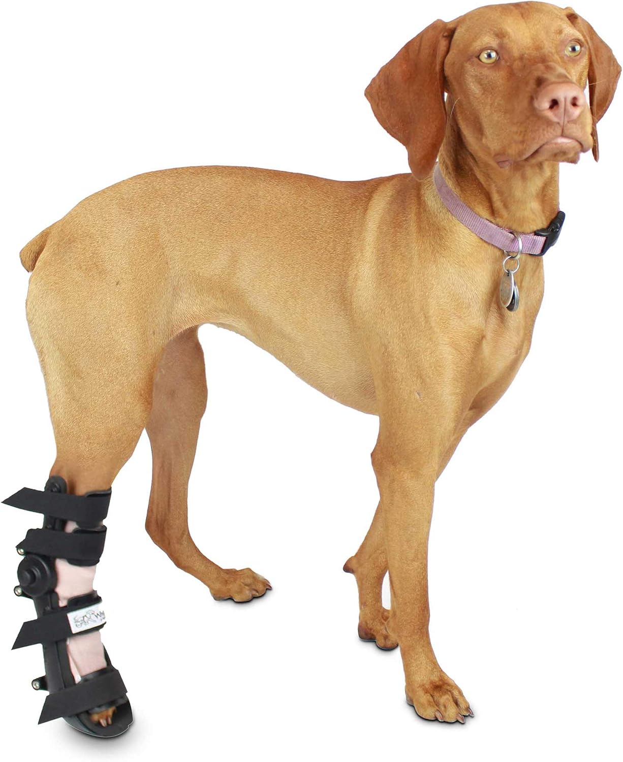 dog foot brace
