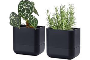 Phoenix Vine 6.5-Inch Wall Mounted Self-Watering Planter Pot for Indoor Houseplants and Herbs | Modern Hanging Planter for Window Sills, Bathroom Walls, Home & Office Décor, Black, Set of 2, 01-WP-B-2