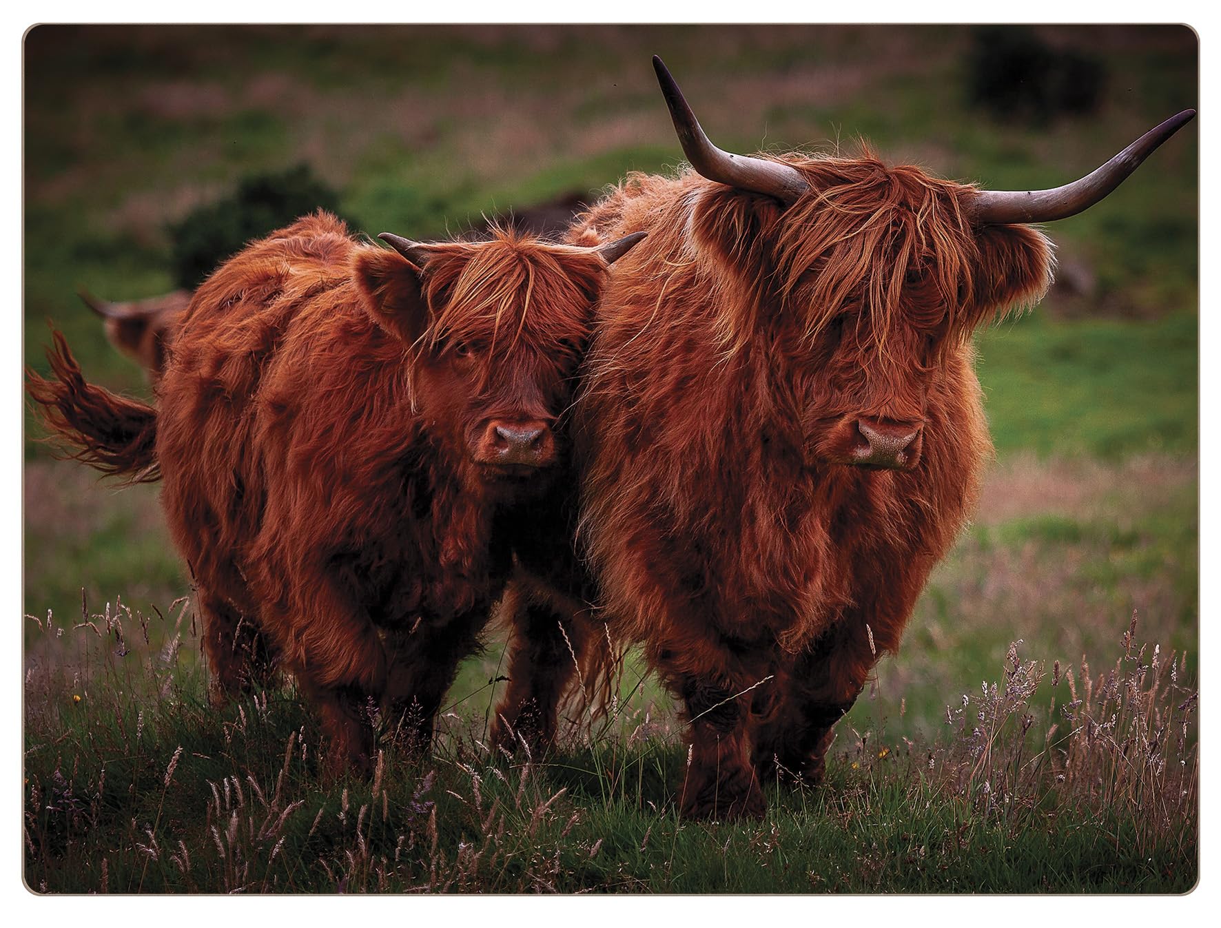 Highland Cows Set of 4 Placemats