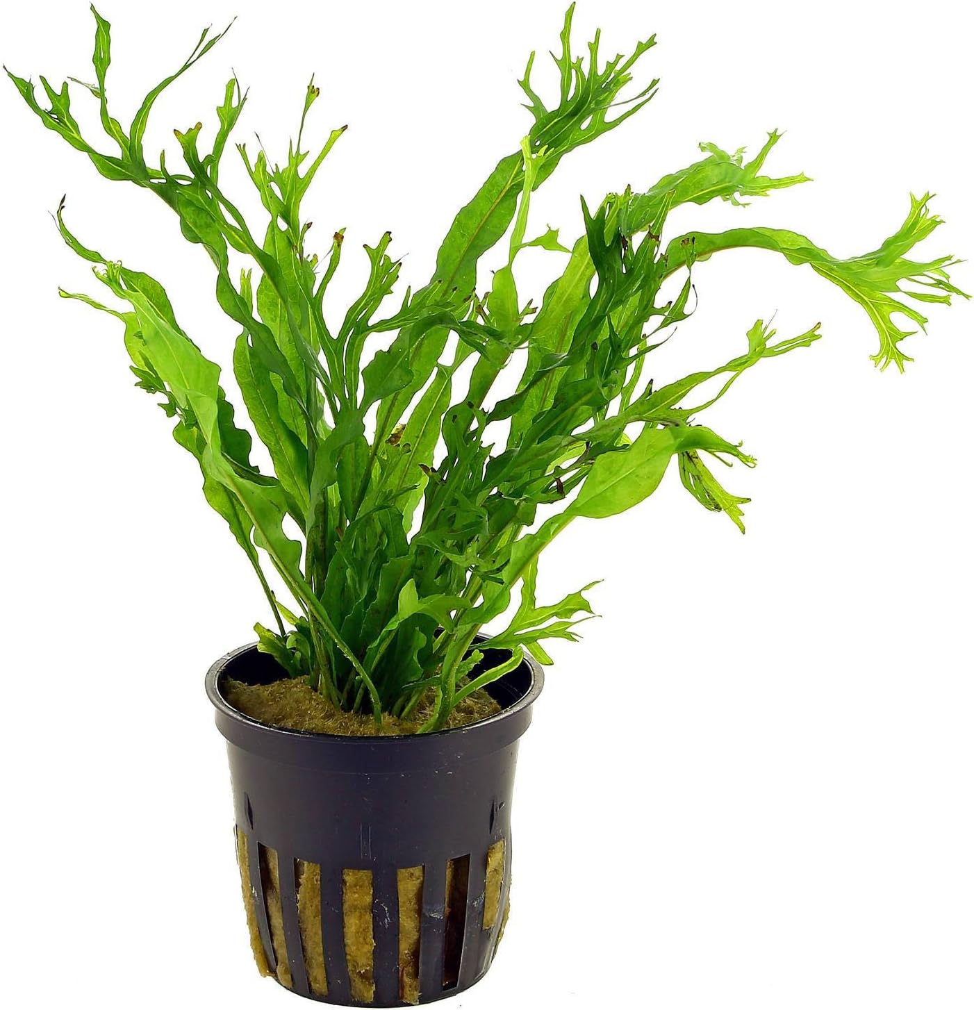 Lace Java Fern Potted (Microsorum Windelov) Freshwater Live Aquarium Plants by AquariumPlantsFactory BUY2GET1FREE