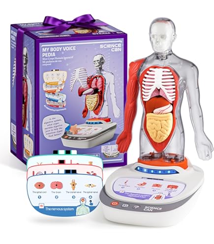 Amazon.com: 人體循環系統模型,互動式人體血液循環系統模型,用於研究