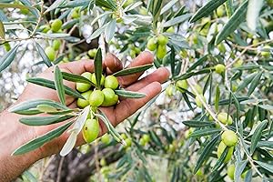 Native Olive Tree Organic Seeds, Olive Tree Seeds, Home Gardening, High Germination, for Garden and Potting, Non-GMO Heirloom