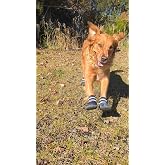 Bark Brite NEW All Terrain All Weather Neoprene Dog Shoe (Stone Blue, Large)