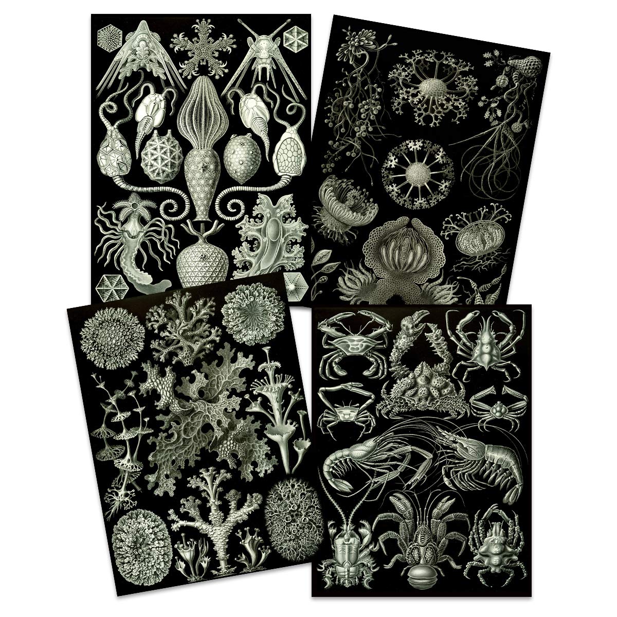 Artery8 Ernst Haeckel Kunstformen Der Natur Plates Nature Vintage Biology Art Print Poster Home Decor Premium Pack of 4