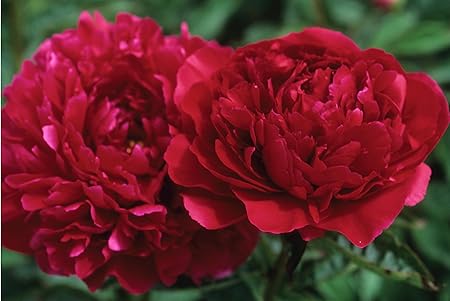 Amazon Com Elegant Flowering Perennials Supreme Mix Peony Nice