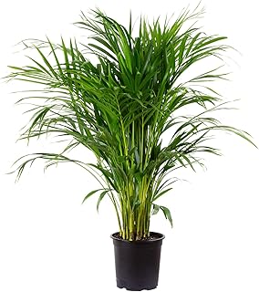 Goldfruchtpalme - Areca Dypsis Lutescens - Höhe 130-150 cm
