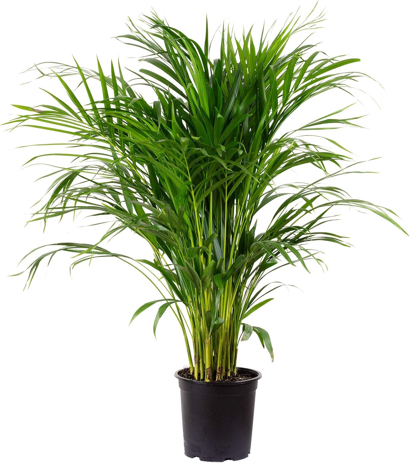 Goldfruchtpalme - Areca Dypsis Lutescens - Höhe 130-150 cm