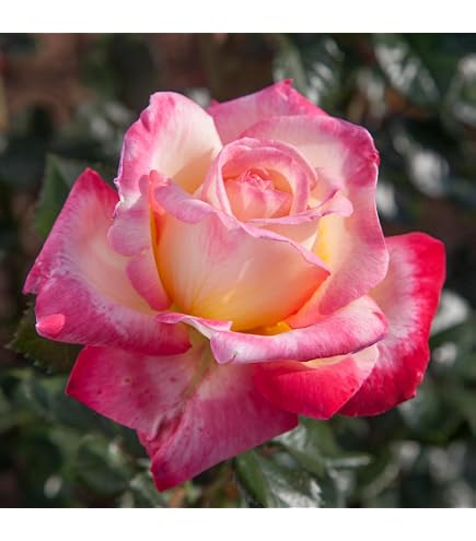 Amazon.com : Heirloom Hybrid Tea Roses, Live Own Root Plant, Muzi