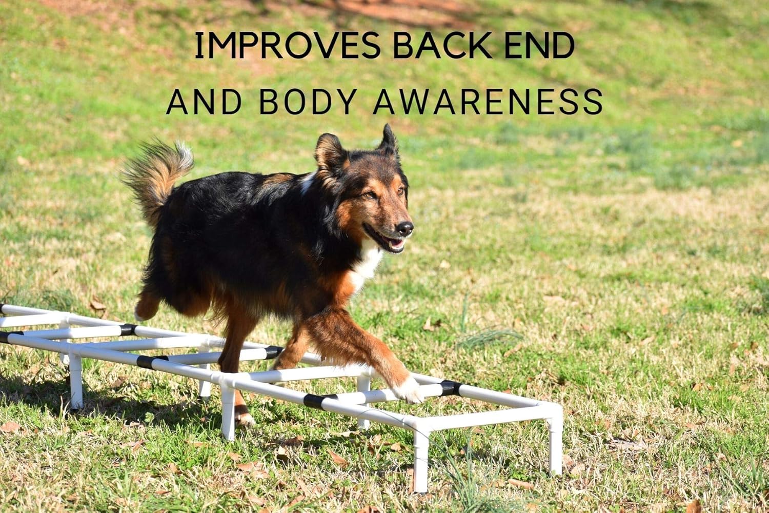 dog agility ladder