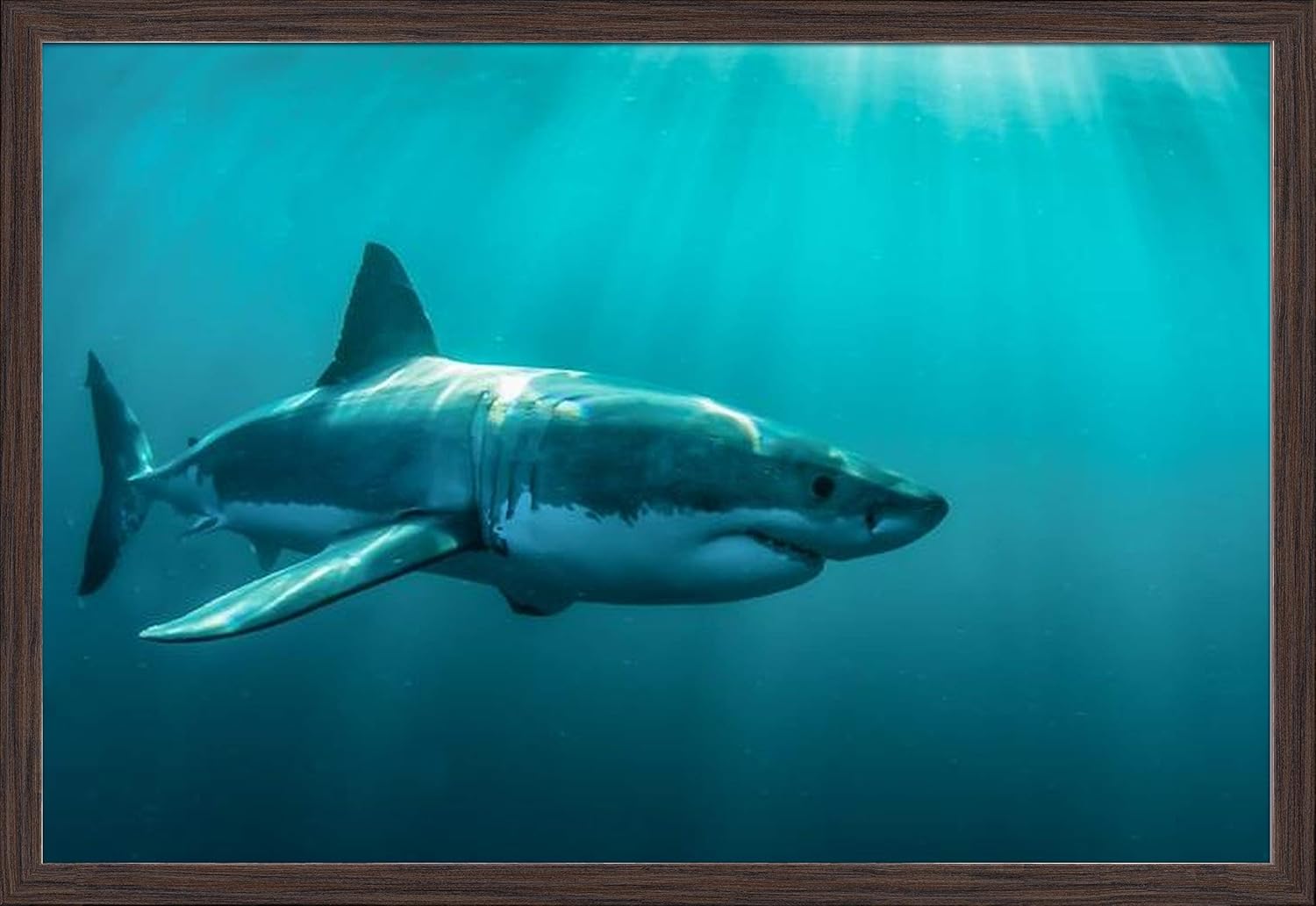 Great White Shark Underwater with Light Rays A-9004286 (36x24 Giclee Art Print, Gallery Framed, Espresso Wood)