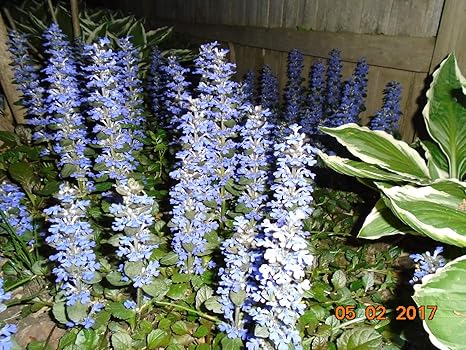 Amazon Co Jp アジュガレプタンスの ビューグルの植物 多年草の植物8 ホーム キッチン