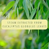 Absolute Aromas Eucalyptus Essential Oil 10ml - Pure & Natural Aromatherapy view 5