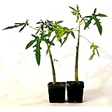 9GreenBox -TR Hovey Papaya Carica L. Caricaceae ~ Miniature Tree- 2 Pack